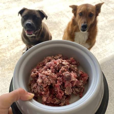 Raw Dog Food Benefits: What Pet Parents Should Know